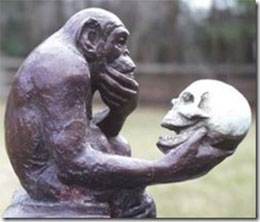 chimpanzee ponders human skull