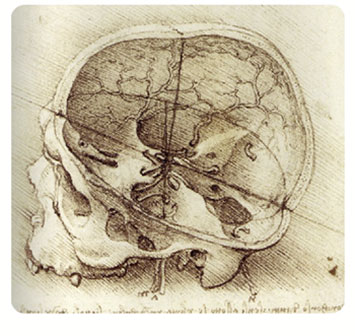 Leonardo's skull drawing