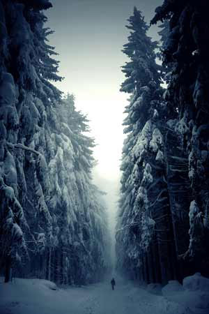 Image: lone figure entering dark forest