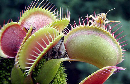 venusflytrap